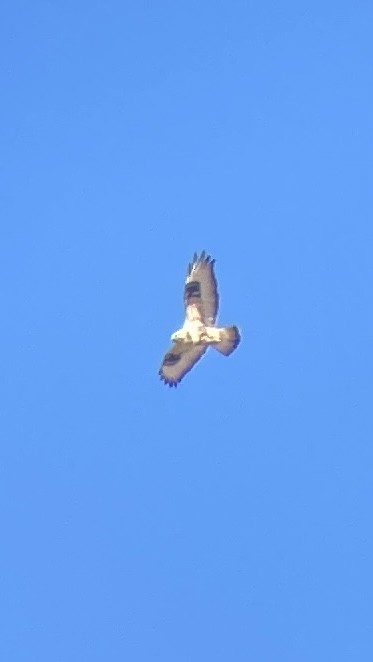 Rough-legged Hawk - ML647160305