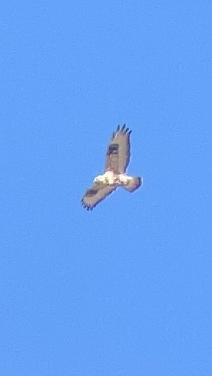 Rough-legged Hawk - ML647160306