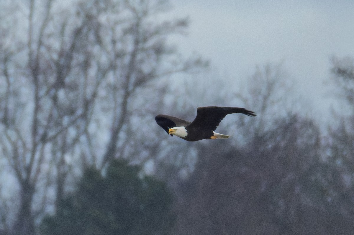 Bald Eagle - ML647160307