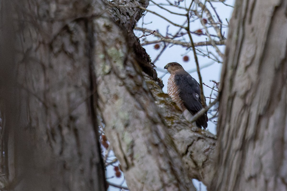 Cooper's Hawk - ML647160308