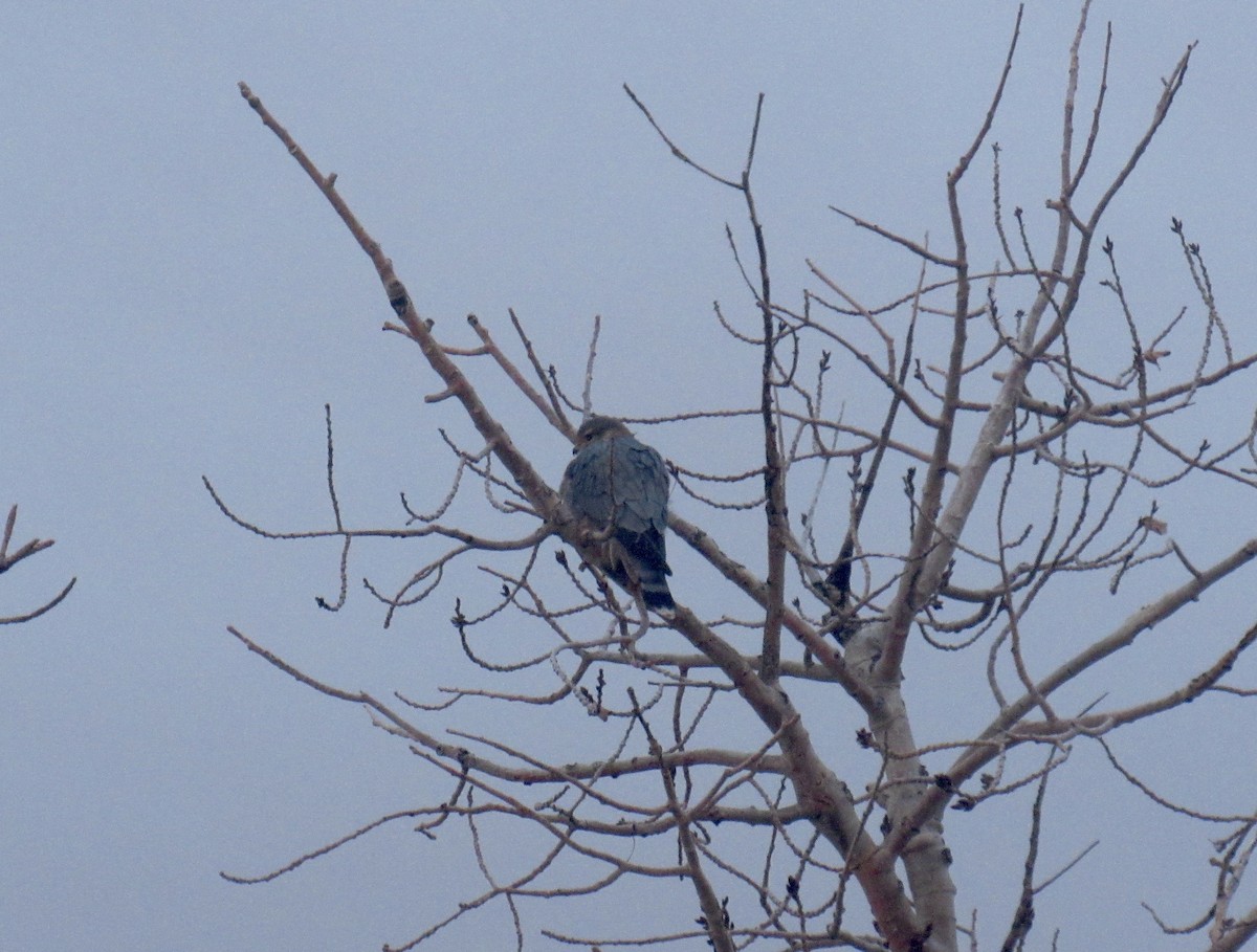 Merlin - ML647160309