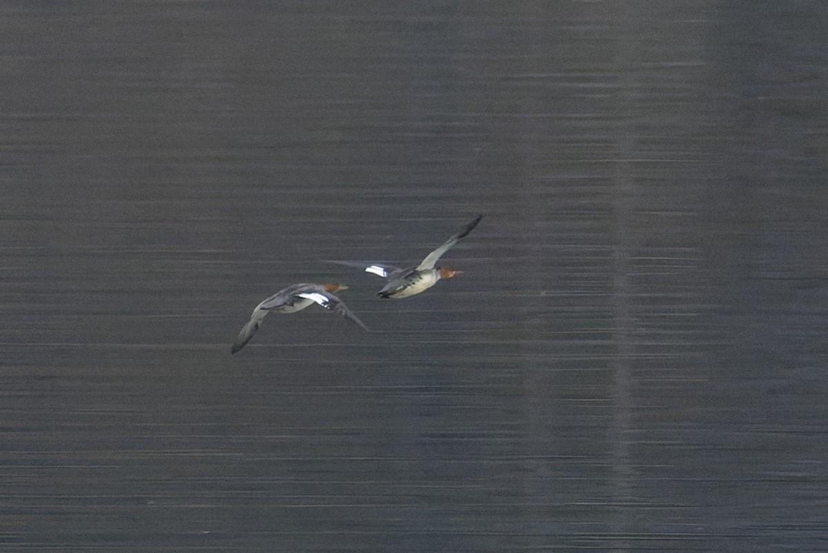 Red-breasted Merganser - ML647160310