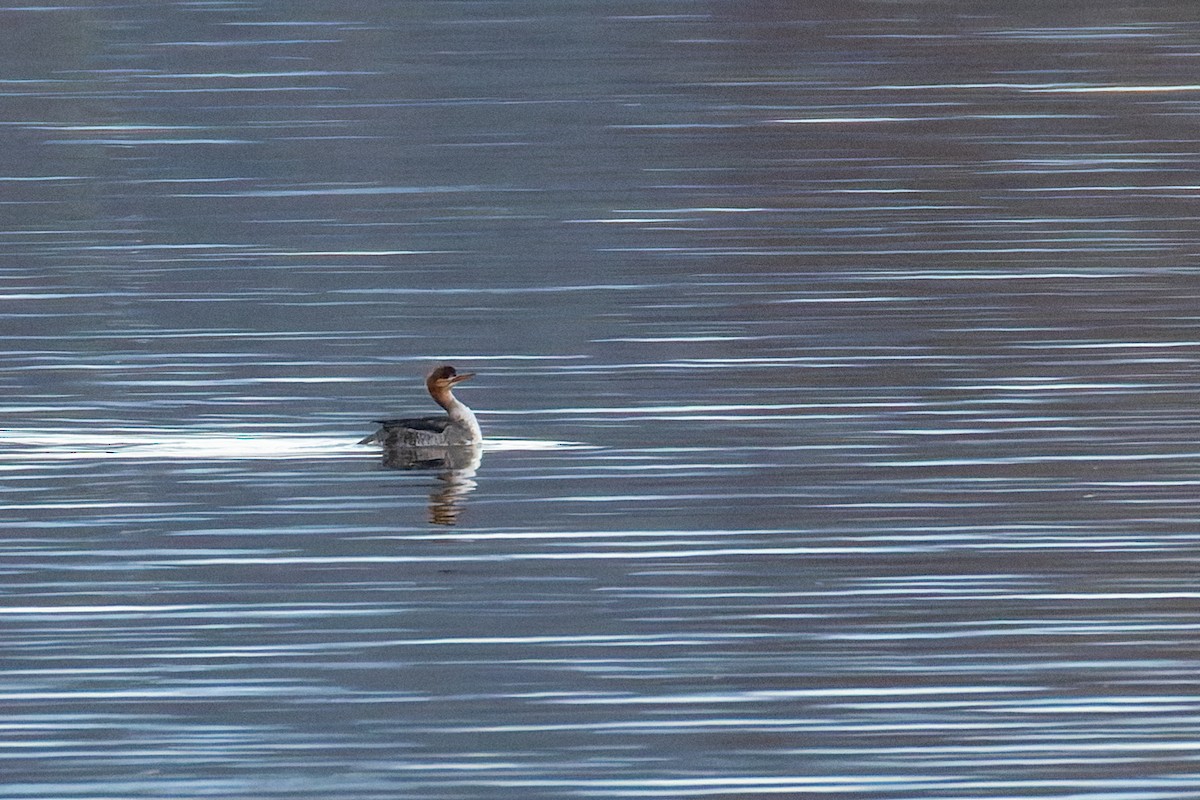 Red-breasted Merganser - ML647160311