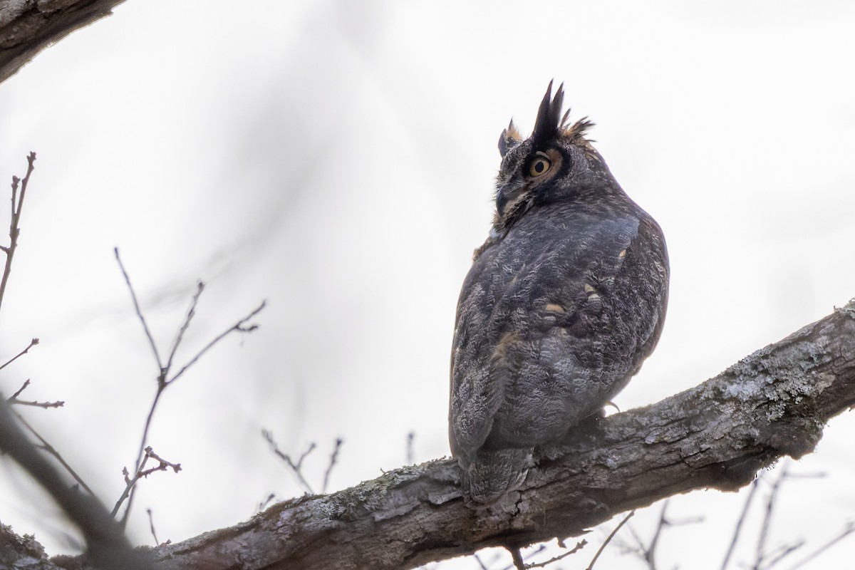 Great Horned Owl - ML647160312
