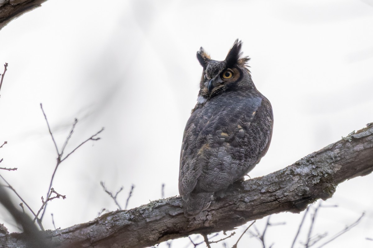 Great Horned Owl - ML647160313
