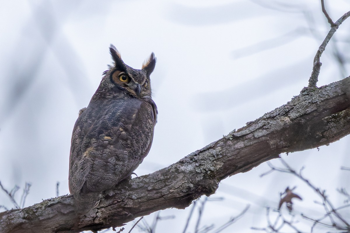 Great Horned Owl - ML647160314