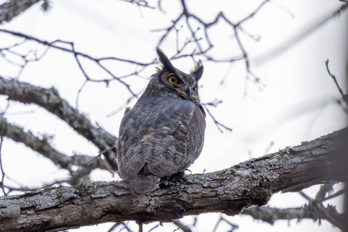 Great Horned Owl - ML647160315