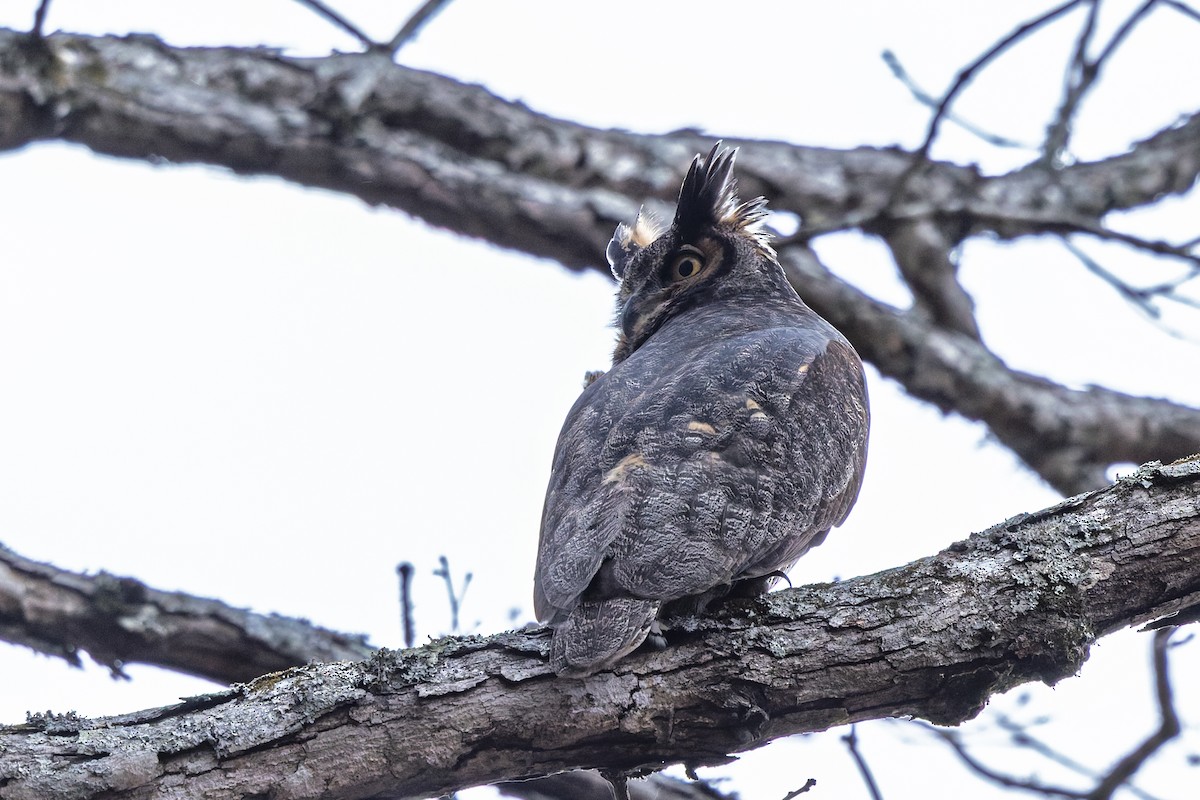 Great Horned Owl - ML647160316
