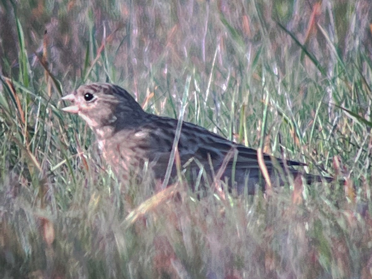 Thick-billed Longspur - ML647160323