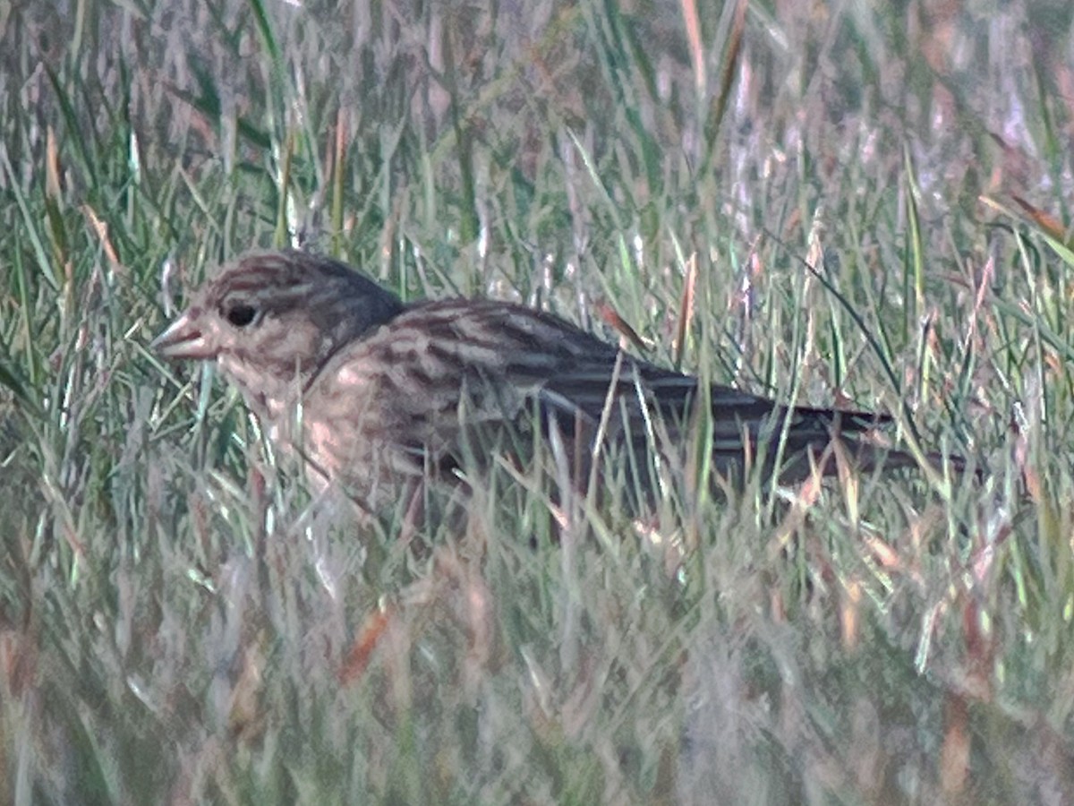 Thick-billed Longspur - ML647160324