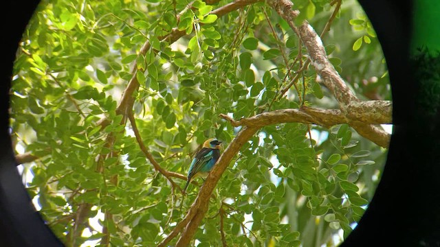 Золотистоголовая танагра - ML647160327