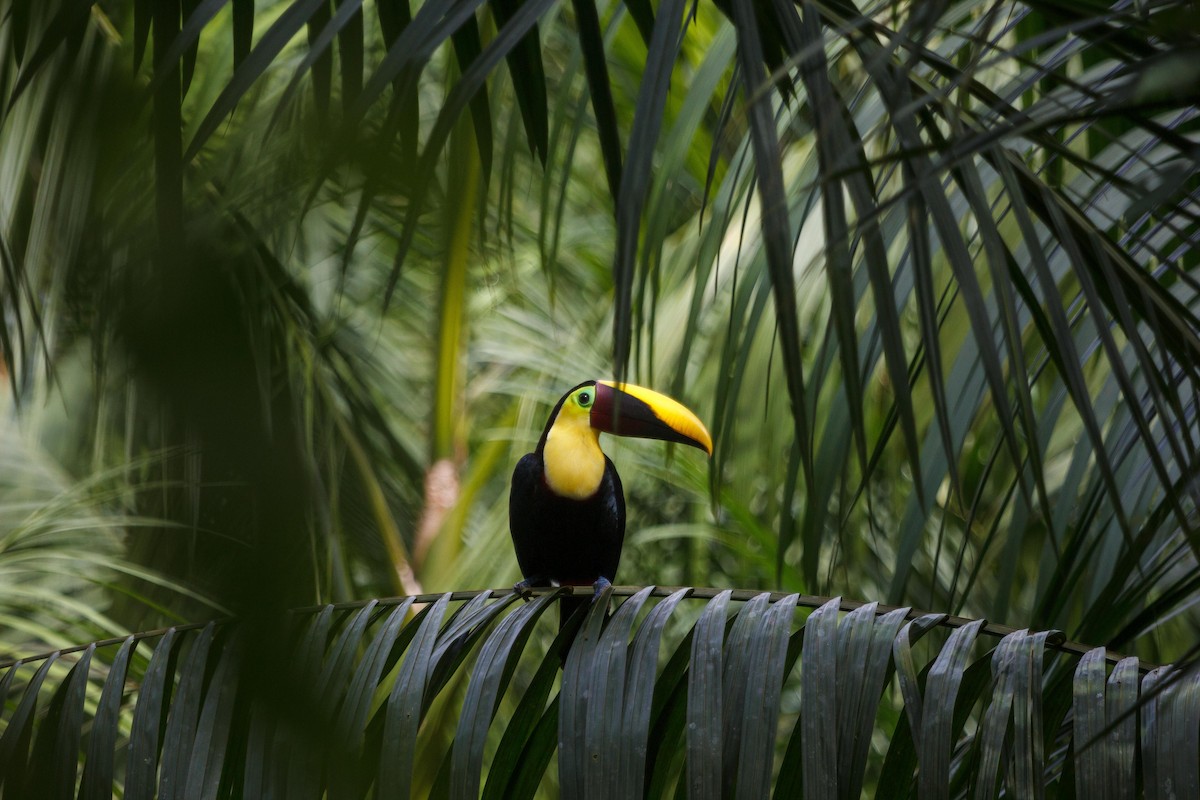 Yellow-throated Toucan - ML647160328