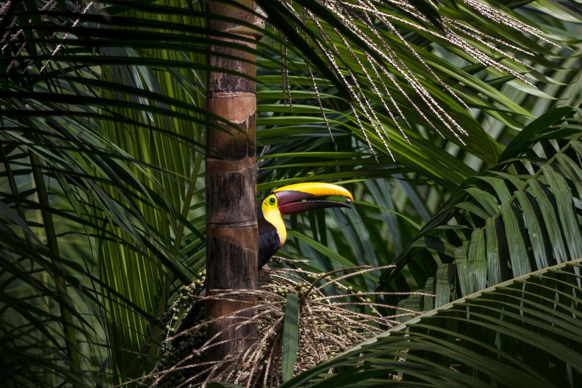 Yellow-throated Toucan - ML647160329