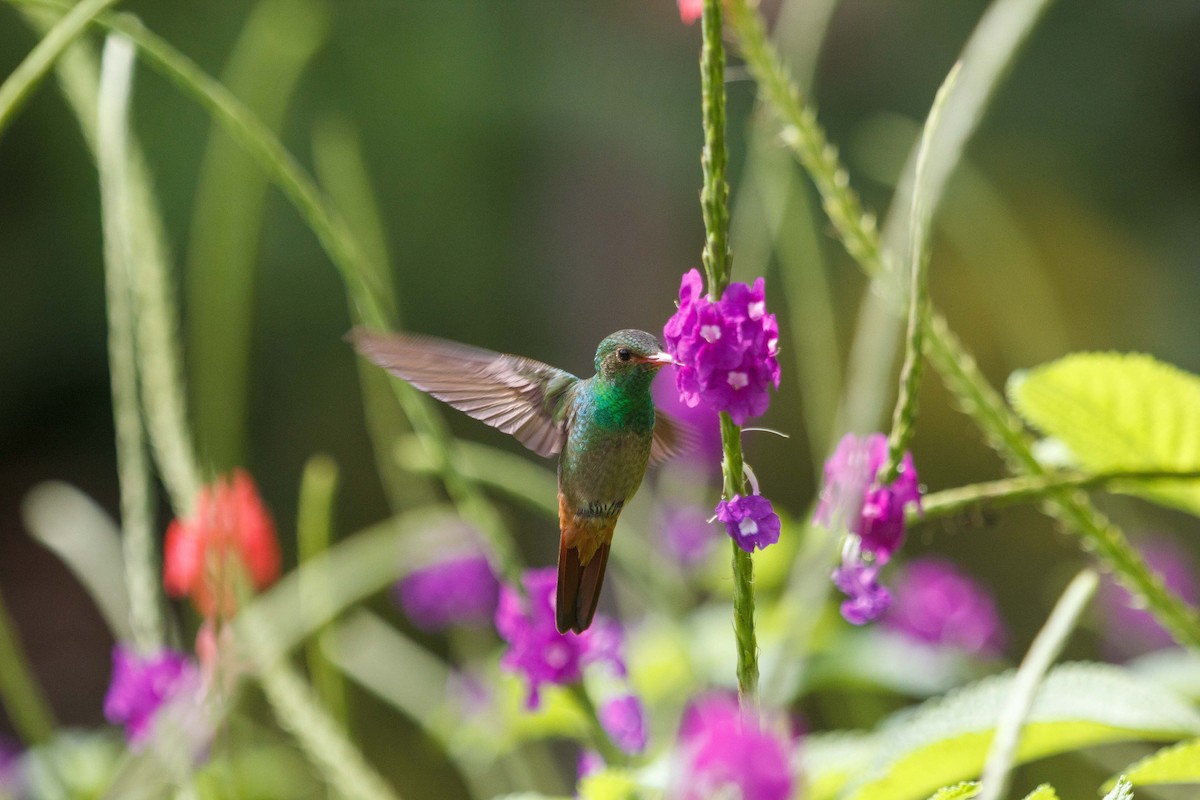 Rufous-tailed Hummingbird - ML647160337