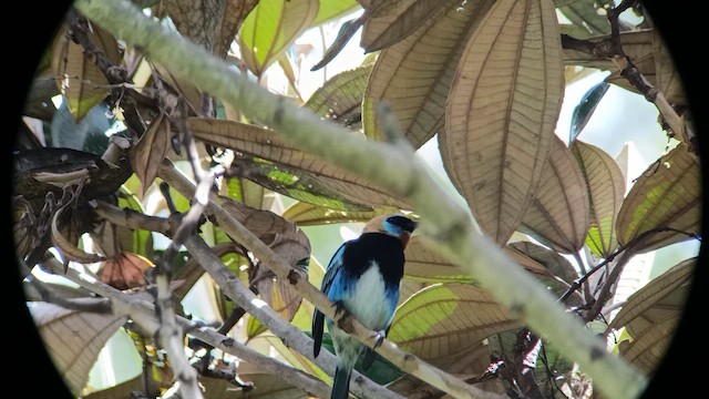 Золотистоголовая танагра - ML647160338