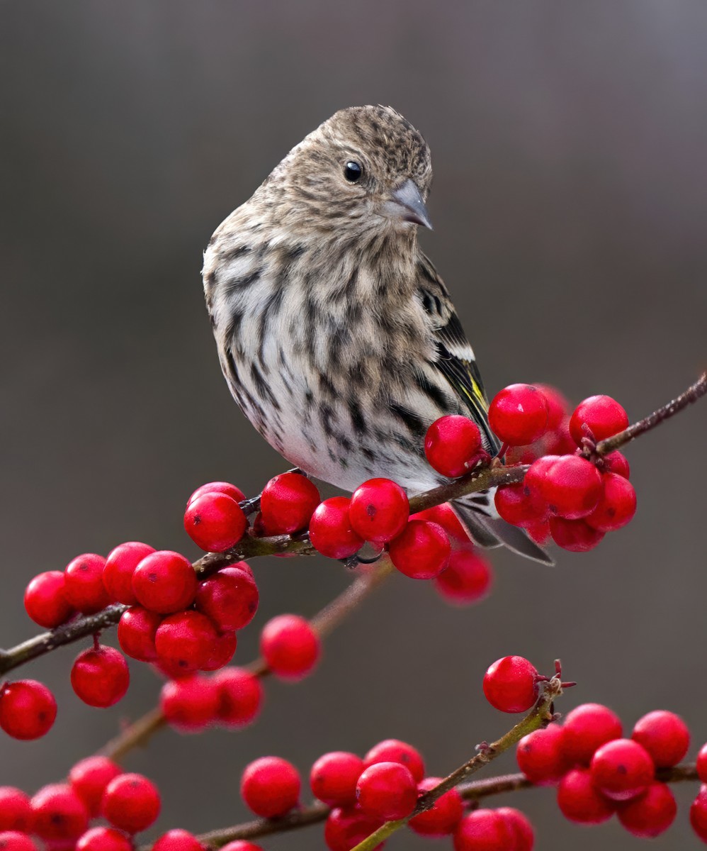 Pine Siskin - ML647160348