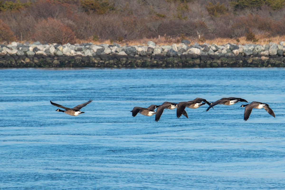 Bernache du Canada - ML647160351