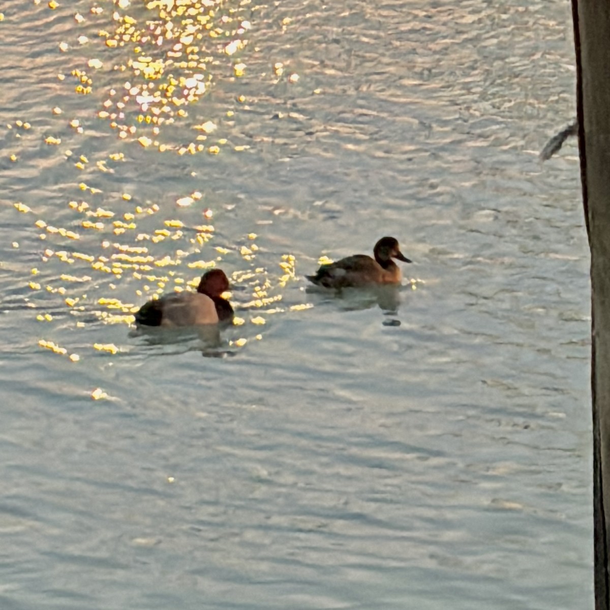 Redhead - ML647160354