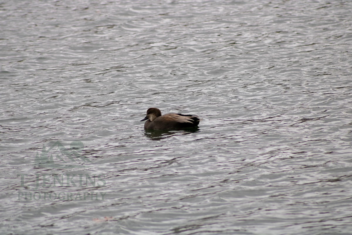 Gadwall - ML647160355