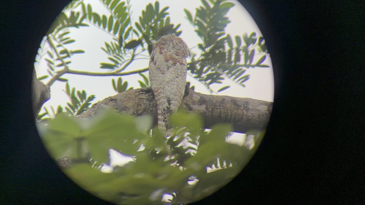Great Potoo - ML647160357