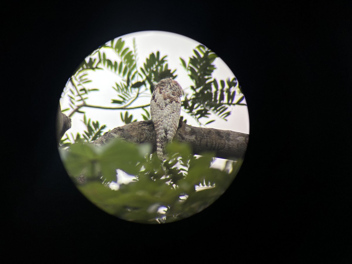 Great Potoo - ML647160358