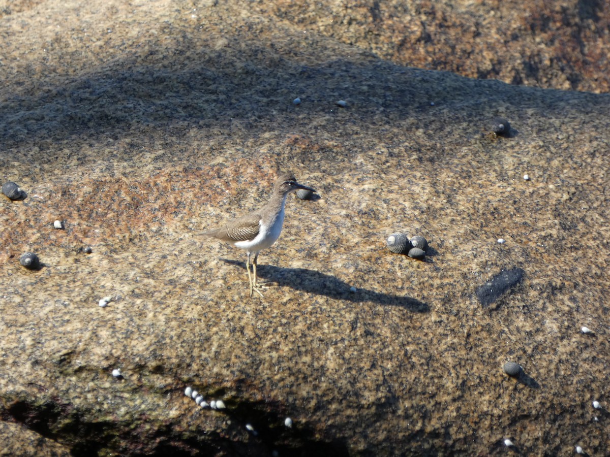 Spotted Sandpiper - ML647160359