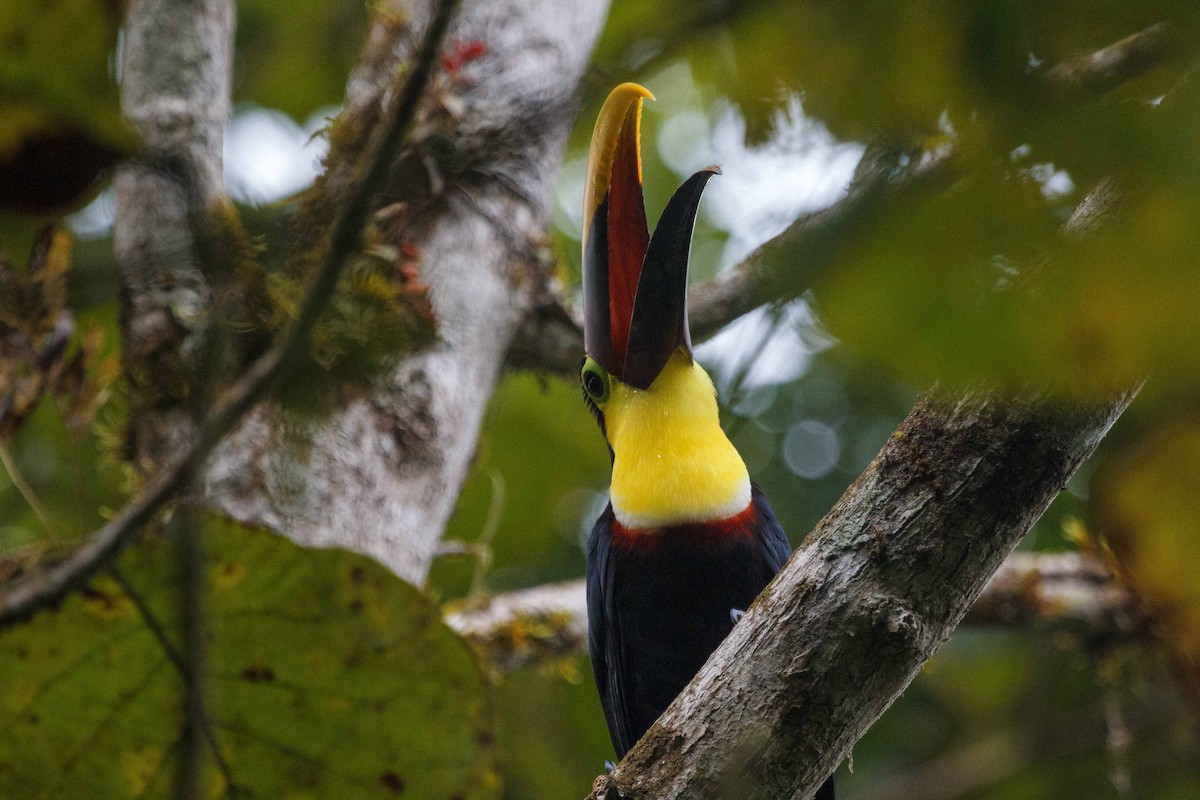 Yellow-throated Toucan - ML647160365