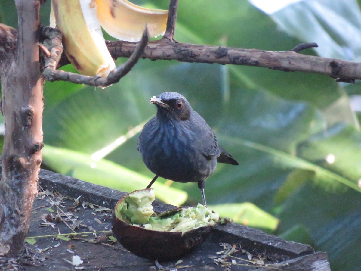 Mulato Azul - ML647160371