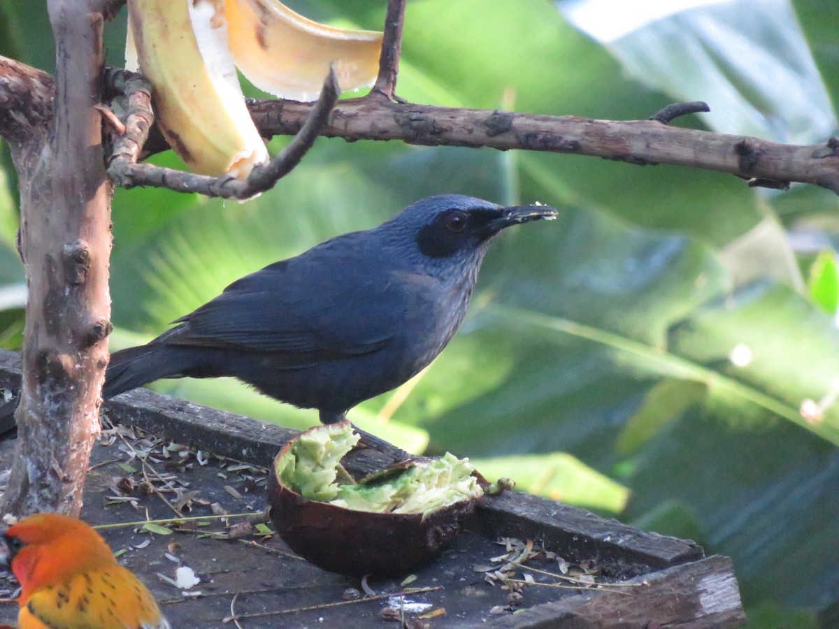 Mulato Azul - ML647160372