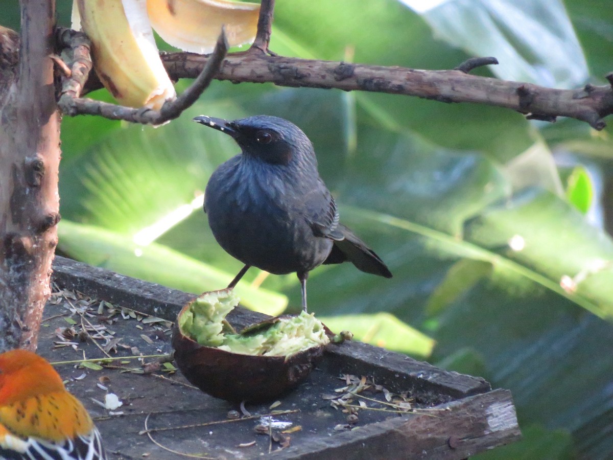 Mulato Azul - ML647160373