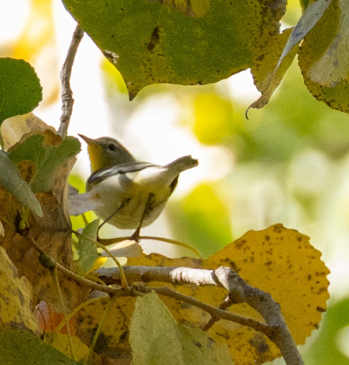 Northern Parula - ML647160374