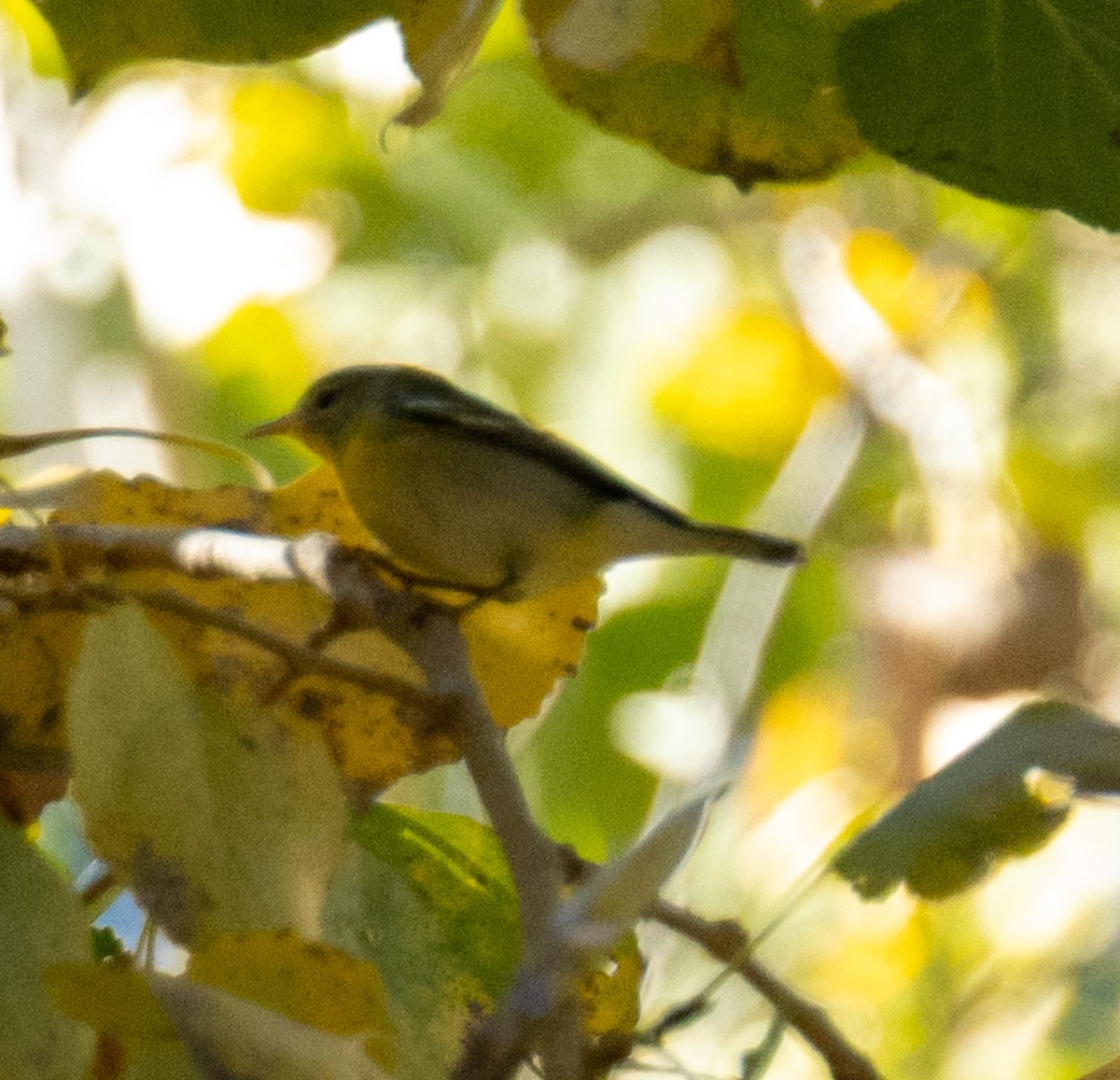 Northern Parula - ML647160375