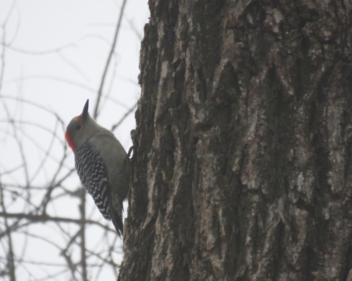 シマセゲラ - ML647160381