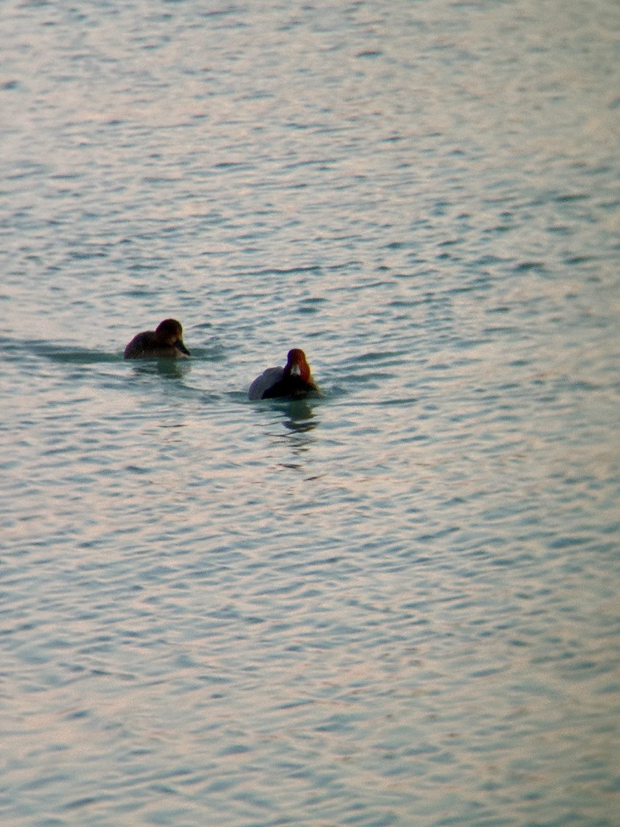 Redhead - ML647160383