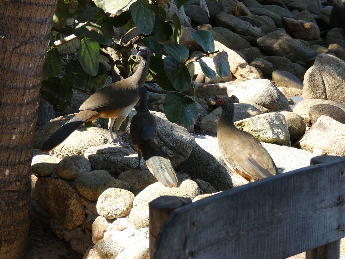 West Mexican Chachalaca - ML647160386