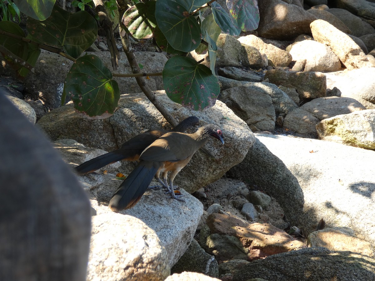 West Mexican Chachalaca - ML647160387