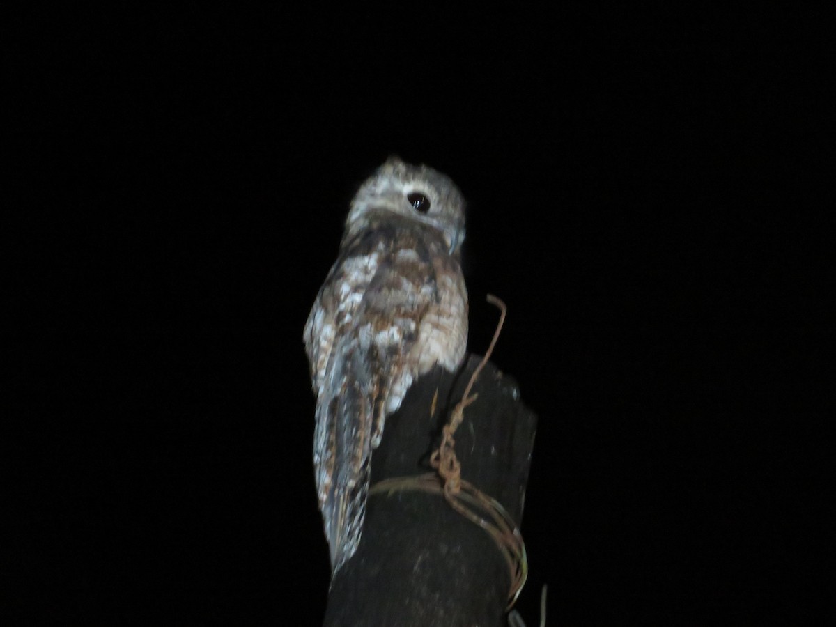 Great Potoo - ML647160391