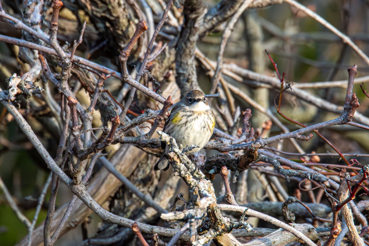 Reinita Coronada - ML647160398