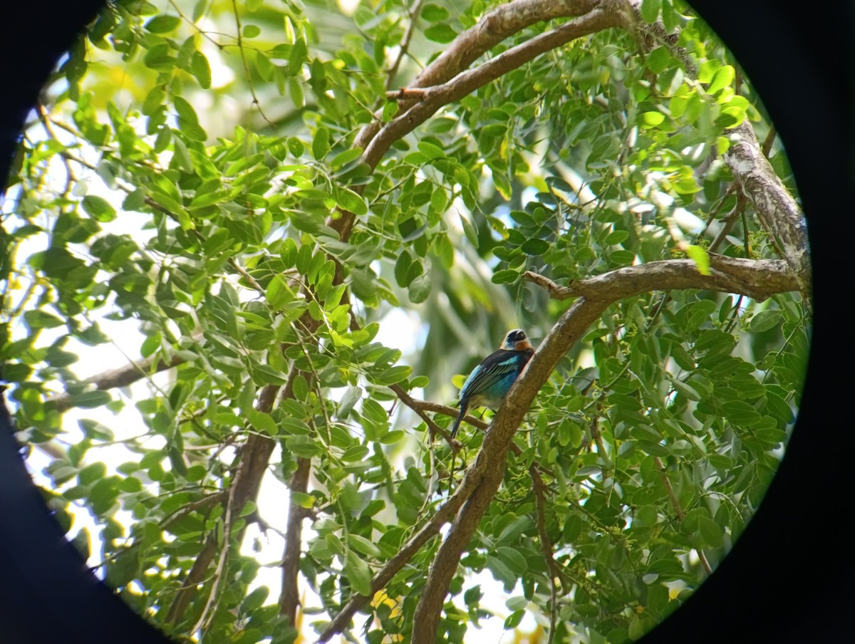 Tangara Cabecidorada - ML647160402