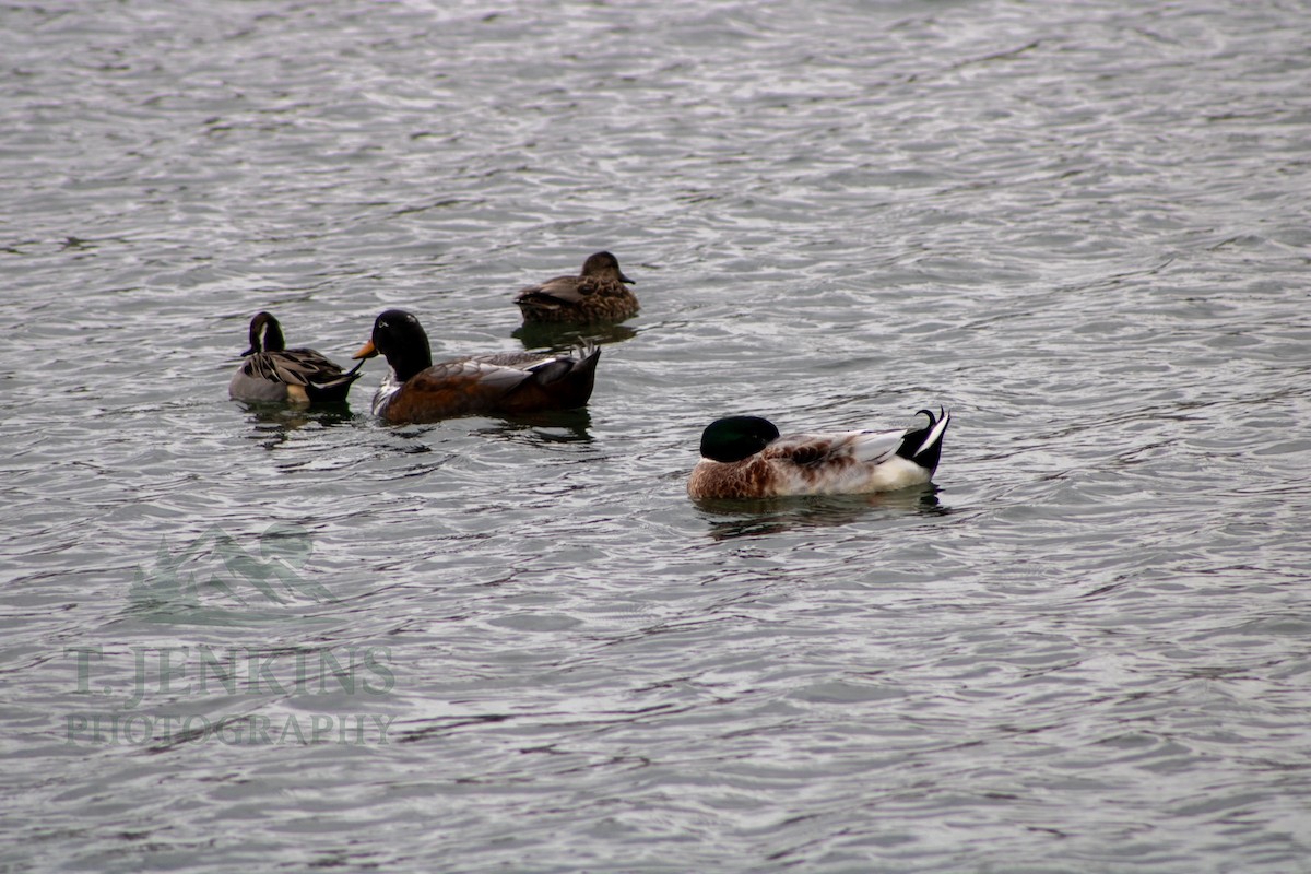 Ánade Azulón - ML647160404