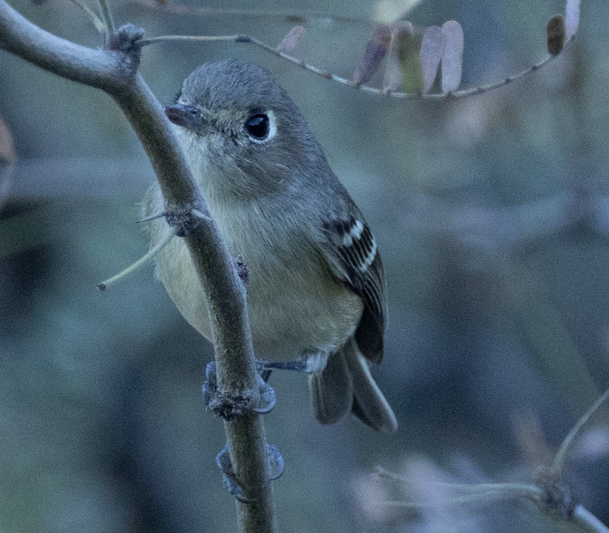 Vireo de Hutton - ML647160406