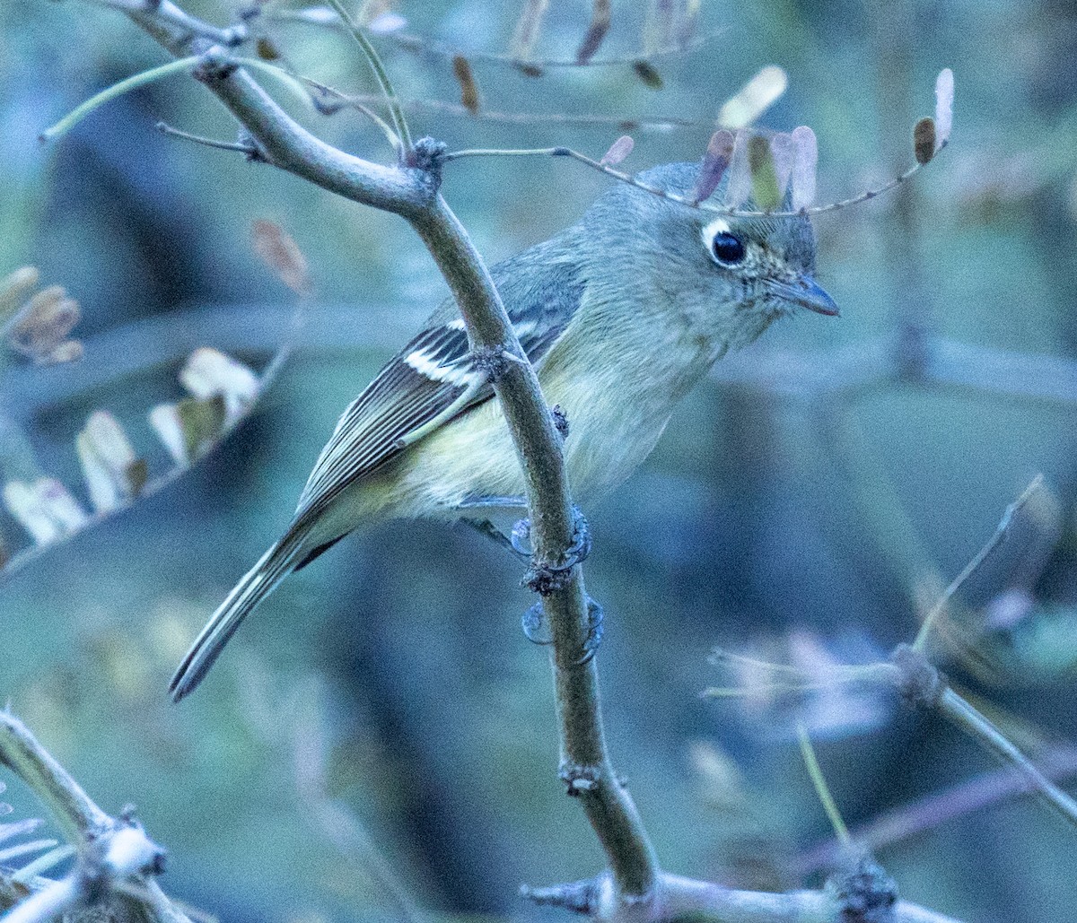 Vireo de Hutton - ML647160407