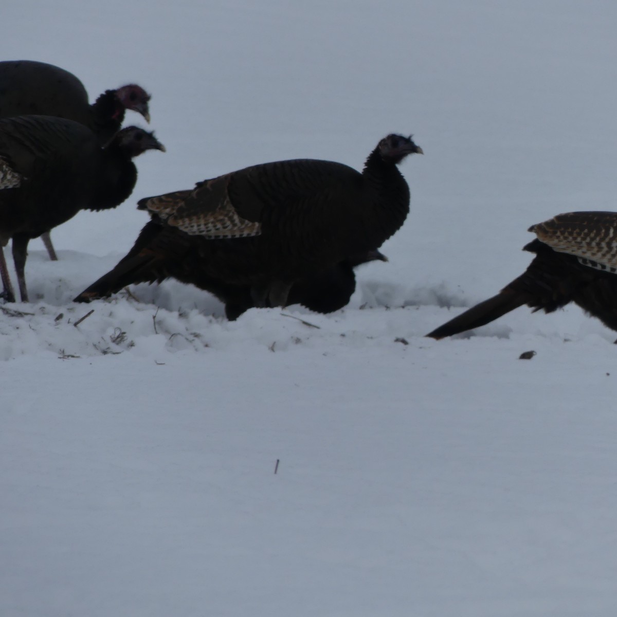 Guajolote Gallipavo - ML647160409