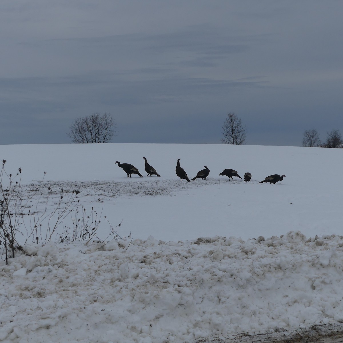 Guajolote Gallipavo - ML647160410