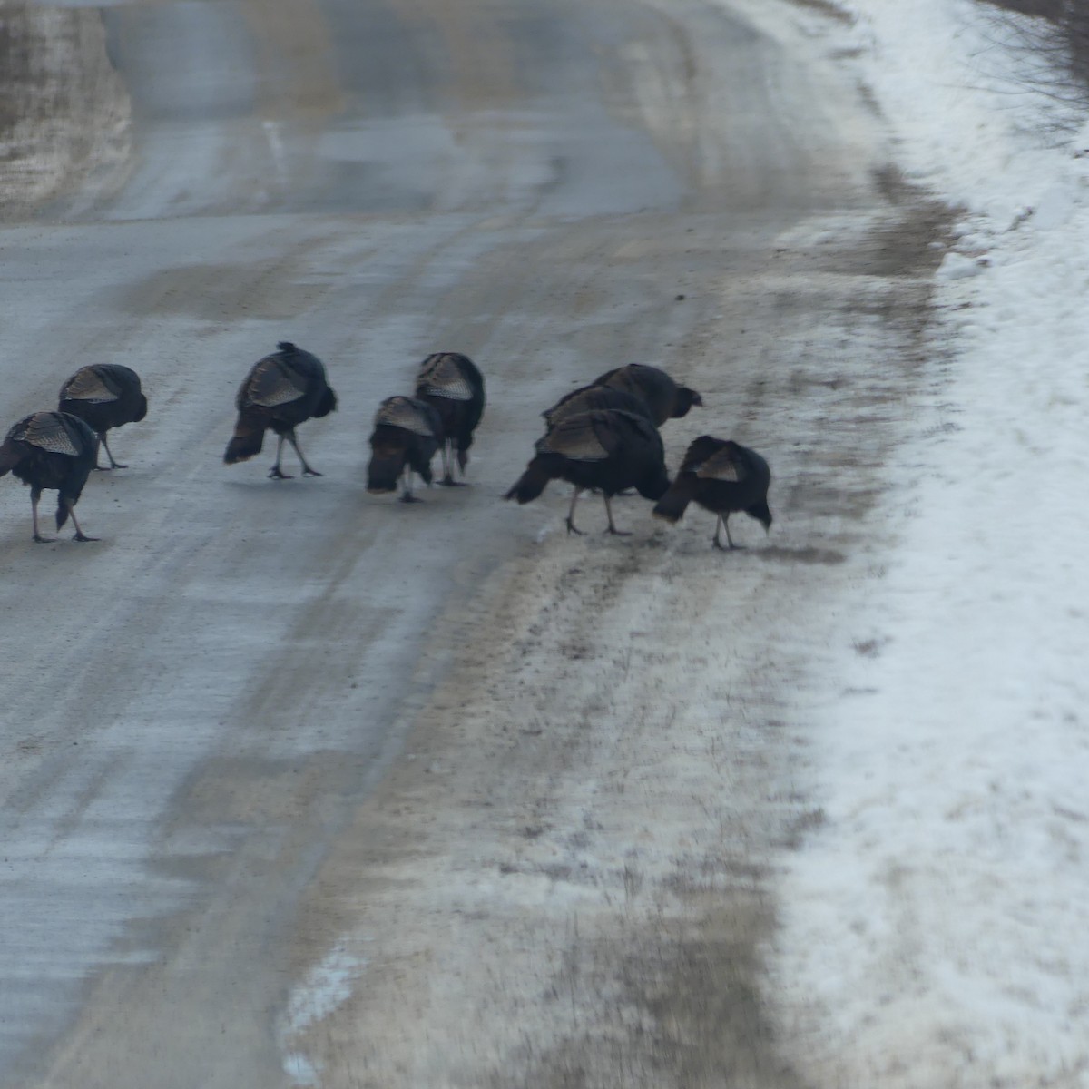 Guajolote Gallipavo - ML647160411