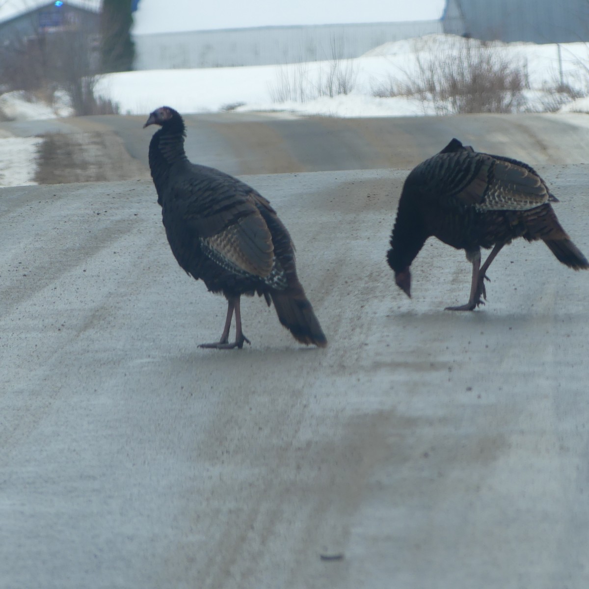 Guajolote Gallipavo - ML647160412