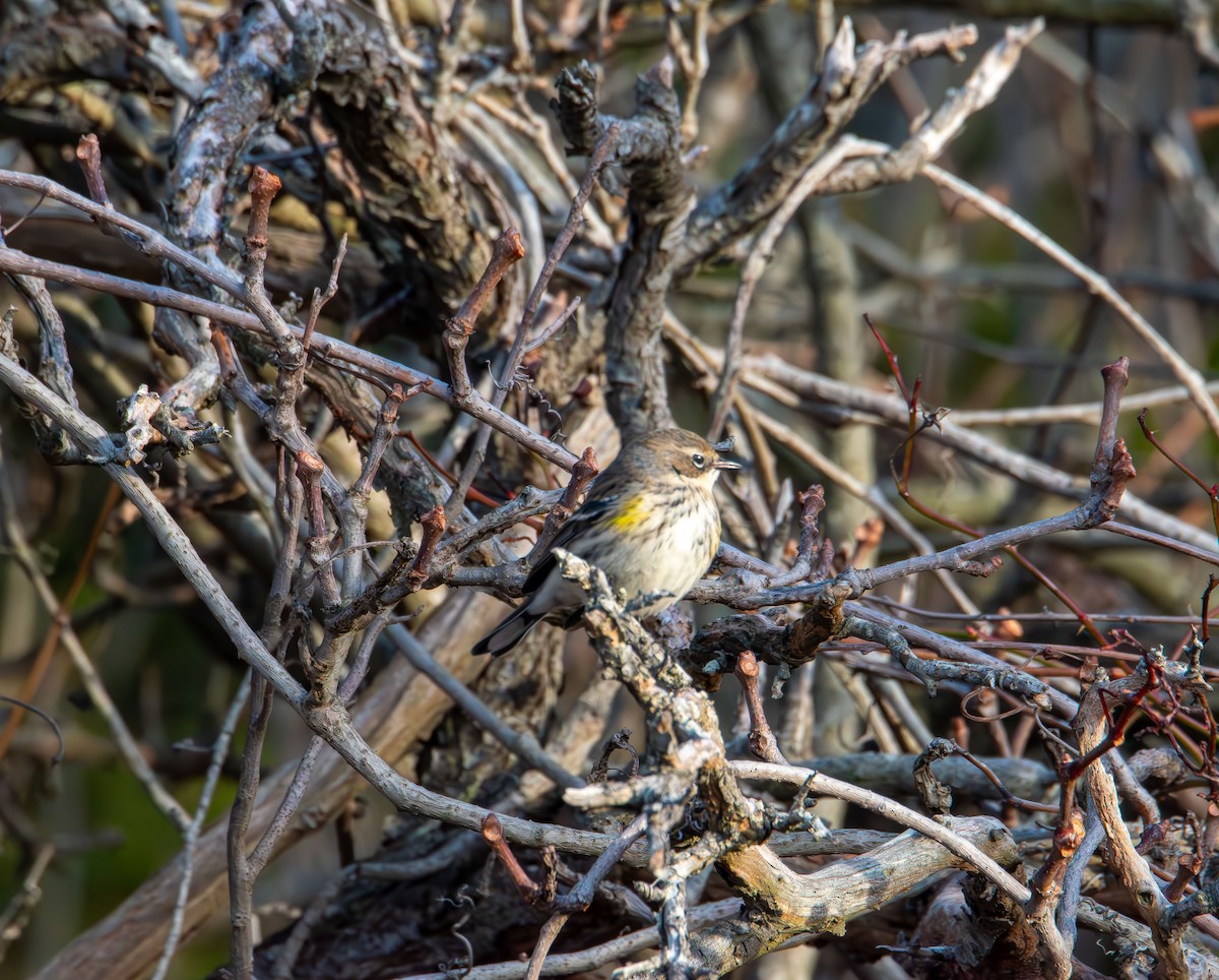 Reinita Coronada - ML647160413