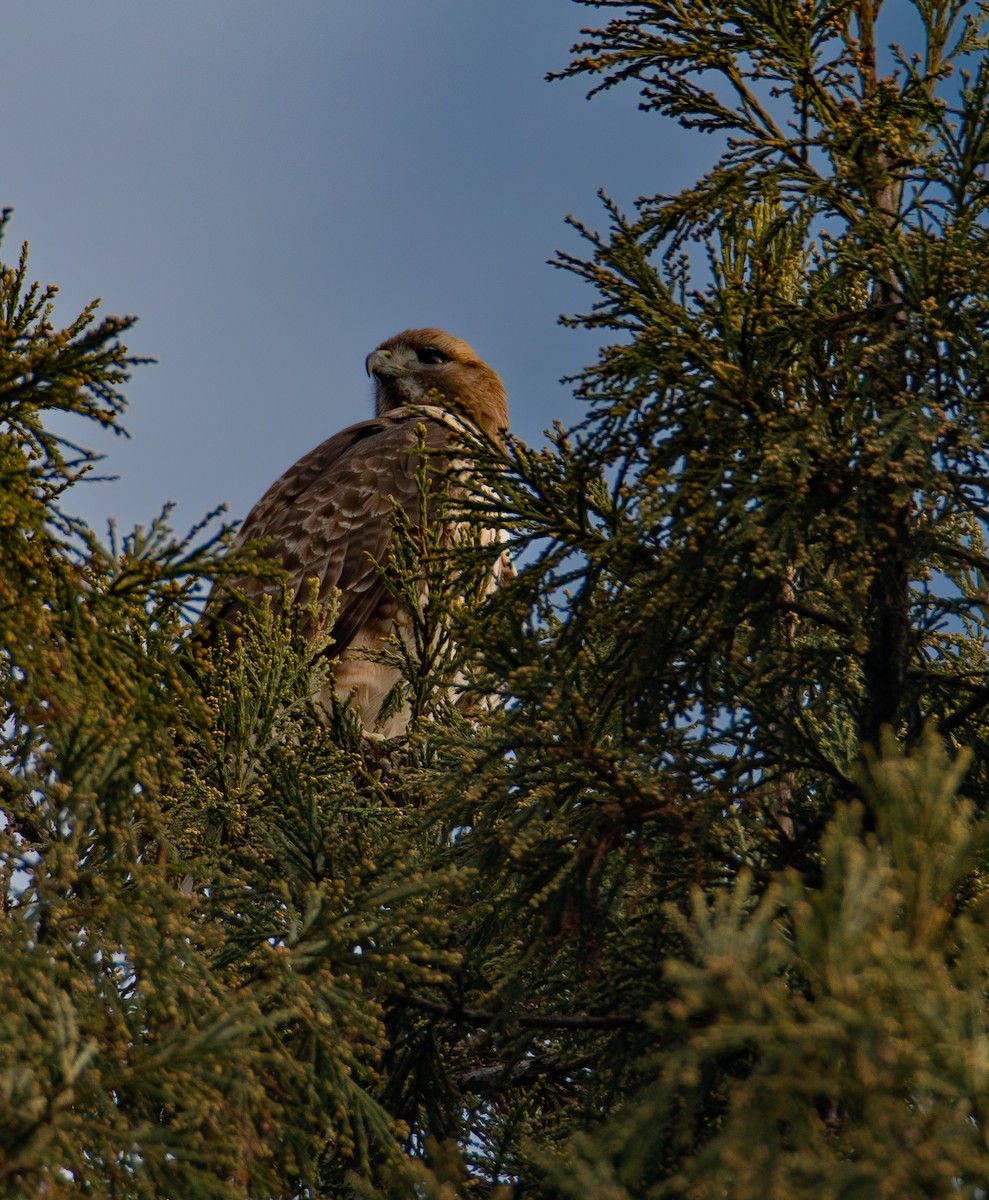 Busardo Colirrojo - ML647160415