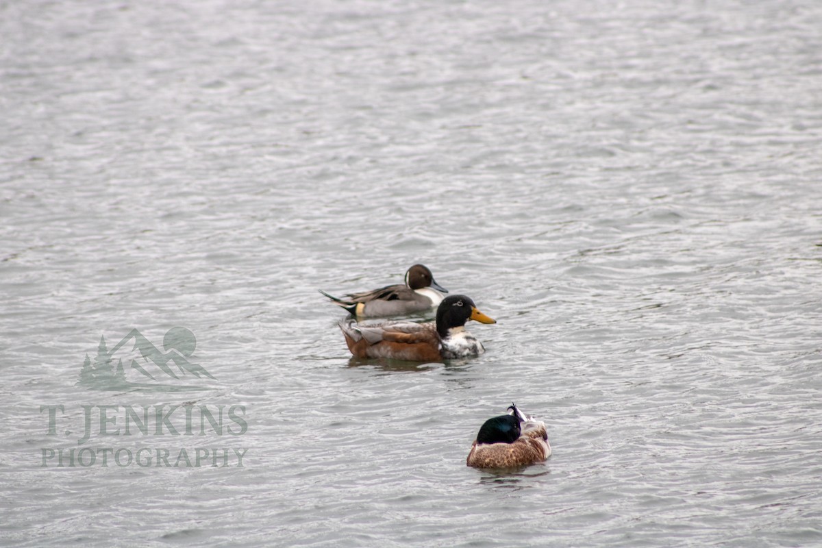 Ánade Rabudo - ML647160416