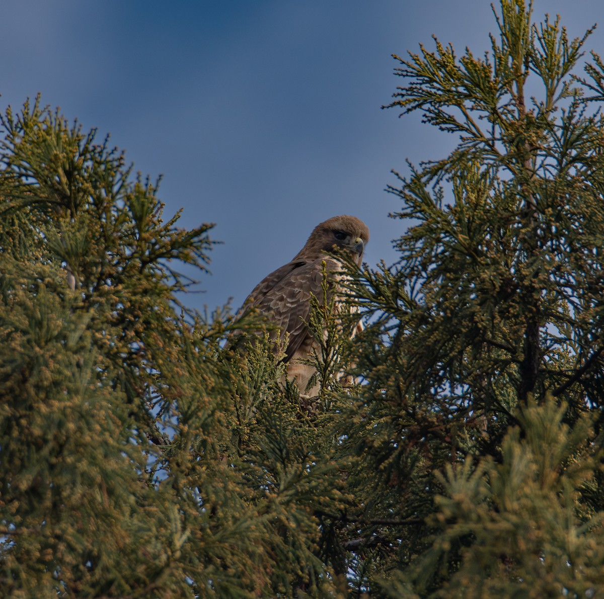 Busardo Colirrojo - ML647160417